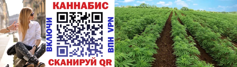 Шишки марихуана план  где найти   Вельск 